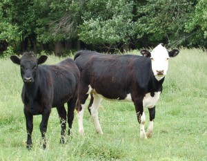 Beef Cows