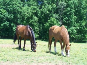 Quarterfield_Stables-June_2009-web