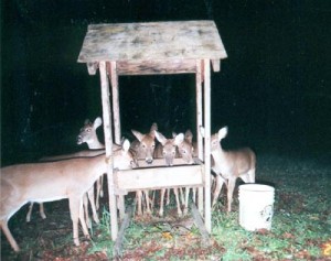 Deer_eating_at_trough