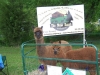 fun_day-alpacas-2-web