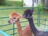 fun_day-sheared_alpacas-2-web