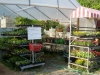 greenhouse-inside-web