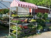 plants_at_greenhouse-web