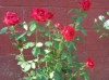 red_rose_bush-web