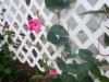 mandevilla_vine_2004_0