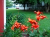 orange_daylillies