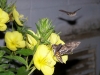 primroses_and_2_moth_hummingbirds-web